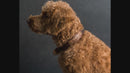 Personalized Leather Dog Collar