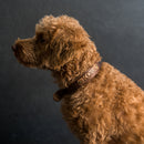 Personalized Leather Dog Collar