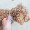 Personalized Leather Dog Collar